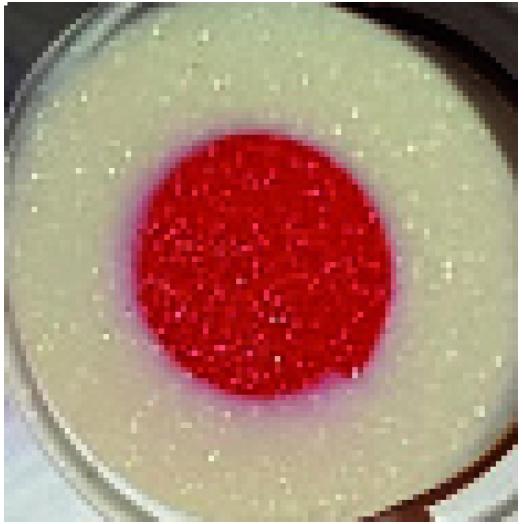 ISOCOL.02 - Stick Labbra Karitè Colorato Ciliegia